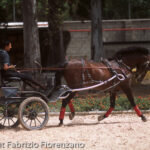 Jerez de la frontera Real Escuela Andaluza del Arte Ecuestre Horses
