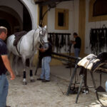 Jerez de la frontera Real Escuela Andaluza del Arte Ecuestre white horse