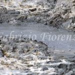 "The bubbling mud pit"
Is made up of rainwater and vapor condensation, which mix with the clay type material present on the surface of the crater. The gas composition which spews out from the mud pit is very diverse (H2S, N2O, H2O, CH4, He, C); the liquid composition is as abundant (Boron, Sodium, Magnesium, Vanadium, Arsenic, Zinc, Iodine, Antimony, Rubidium and others); the mud so naturally produced is excellent for spa uses. The chemical composition of the gas indicates a likely subterranean origin of the vapors to be found just a few hundred metres under the Solfatara, at a temperature ranging between 170° and 250° C. The dark streaks on the surface of the mud are made up by colonies of bacteria that can withstand the extreme conditions of acidity and temperature, and are considered of great scientific interest Pozzuoli Solfatara
