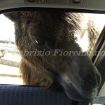 Zoo Safari Fasano