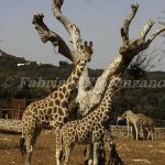 Zoo Safari Fasano