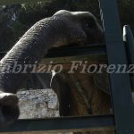 Zoo Safari Fasano