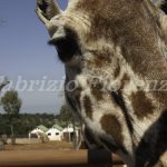 Zoo Safari Fasano Fasano zoo Safari