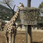 Zoo Safari Fasano Fasano zoo Safari