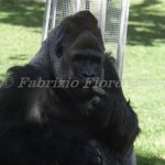 Zoo Safari Fasano Fasano zoo Safari