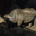 Zoo Safari Fasano