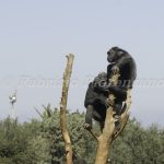 Zoo Safari Fasano Fasano zoo Safari