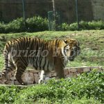 Zoo Safari Fasano
