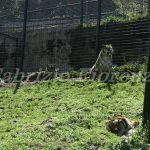 Zoo Safari Fasano Fasano zoo Safari