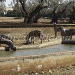 Zoo Safari Fasano