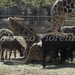 Zoo Safari Fasano Fasano zoo Safari